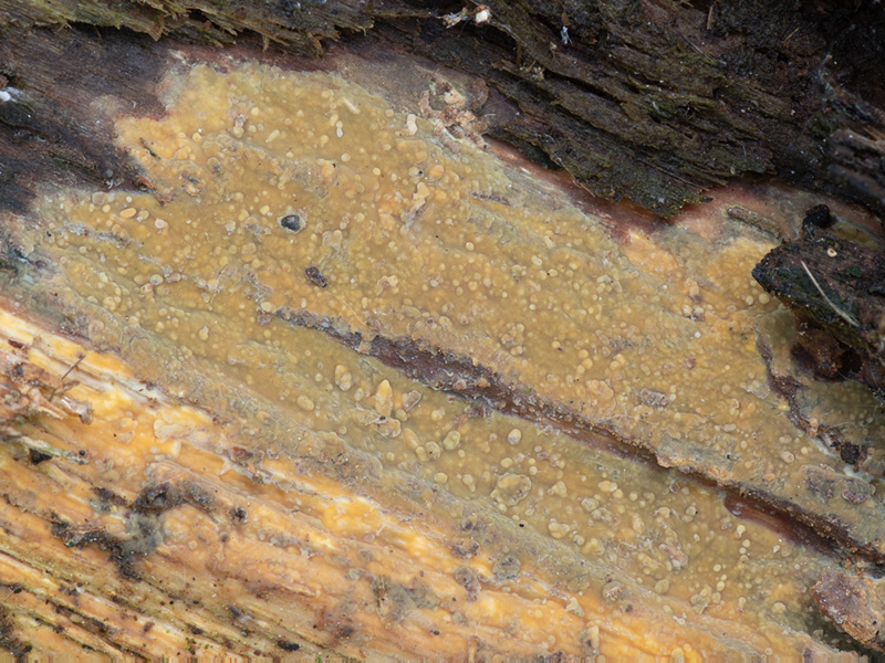 Crustodontia chrysocreas Crustodontia chrysocreas